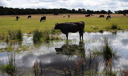 Cow-Grazing-in-Water