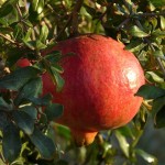 big-pomegranate